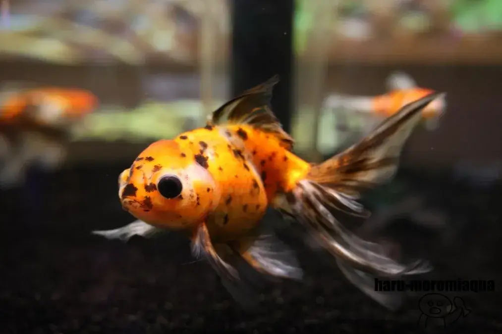 アトア　金魚