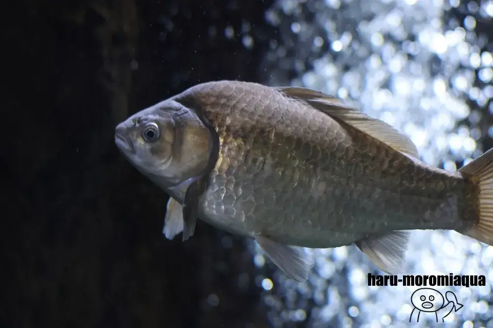 山梨県立富士湧水の里水族館　フナ