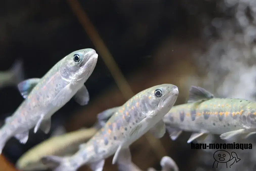山梨県立富士湧水の里水族館　マス