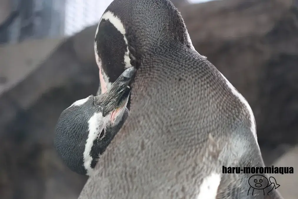アトア　ペンギン