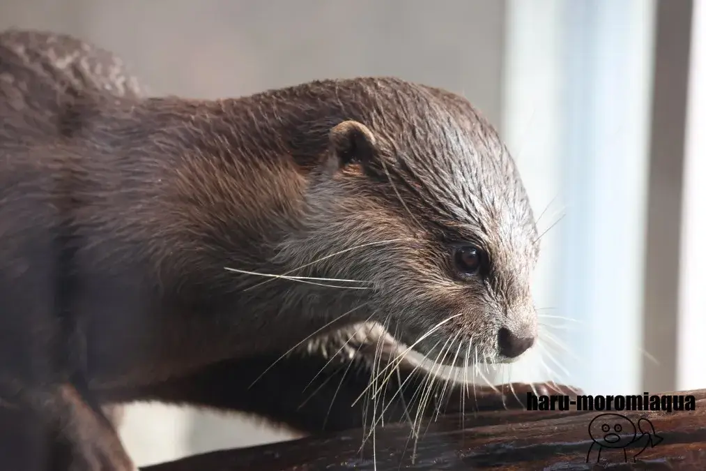 アトア　カワウソ