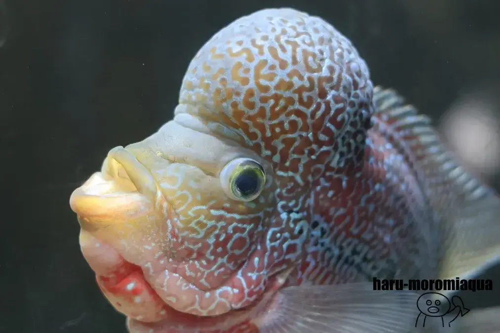 山梨県立富士湧水の里水族館　フラワーホーン