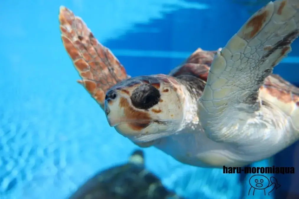 須磨シーワールド　ウミガメ