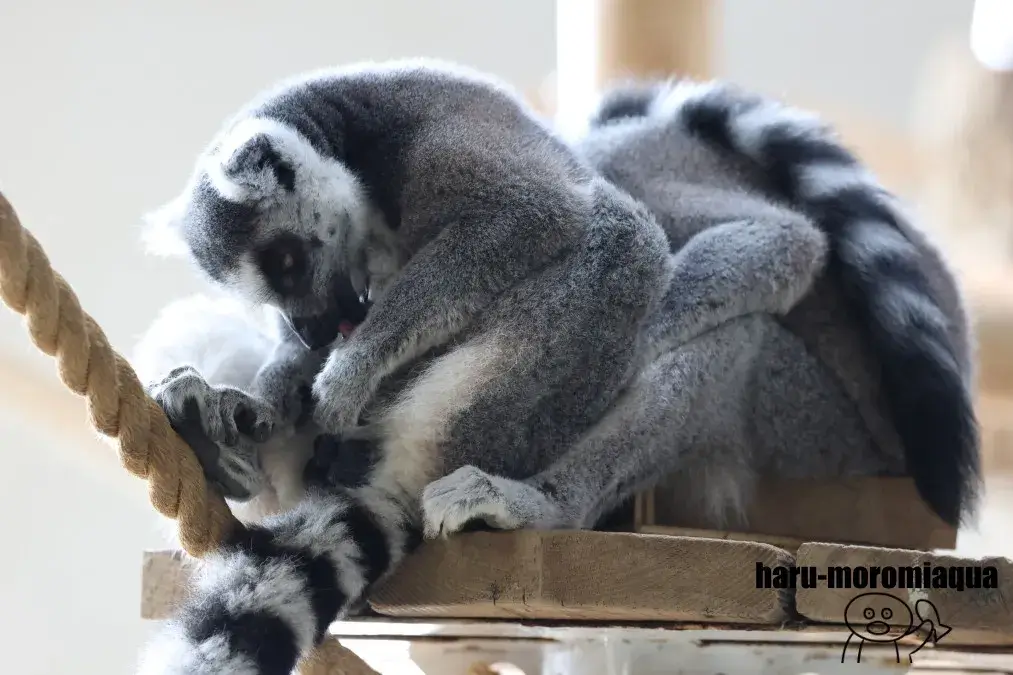 ニフレル　ワオキツネザル