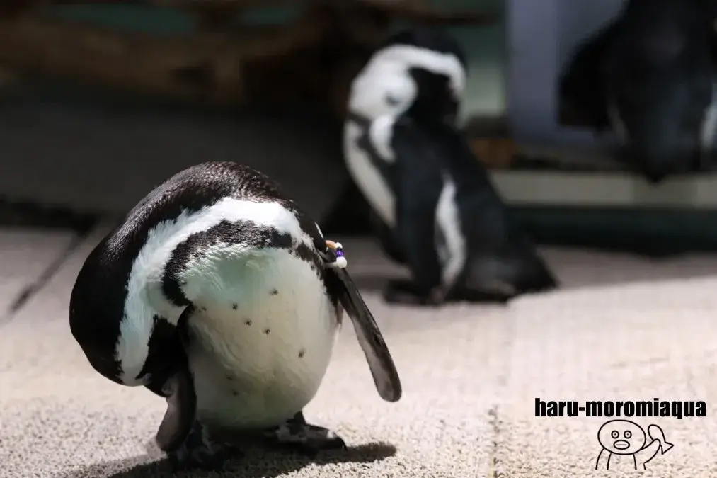 ニフレル　ペンギン