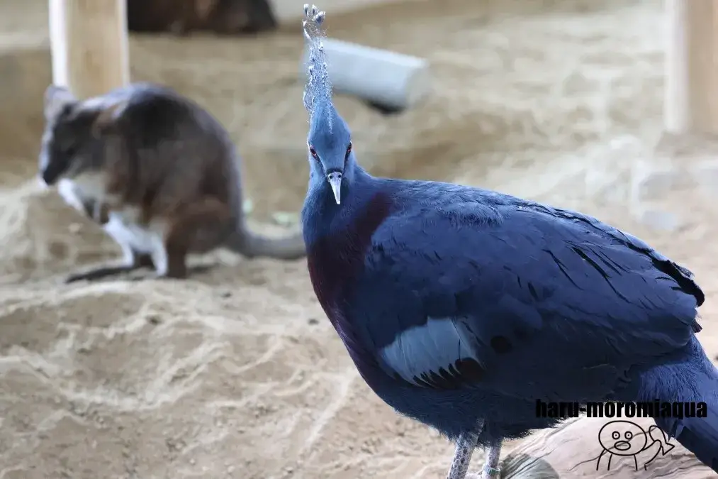 ニフレル　オウギバト