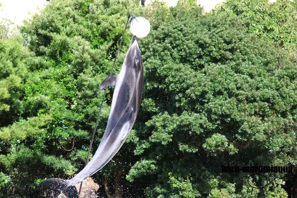 太地町立くじらの博物館　イルカパフォーマンス