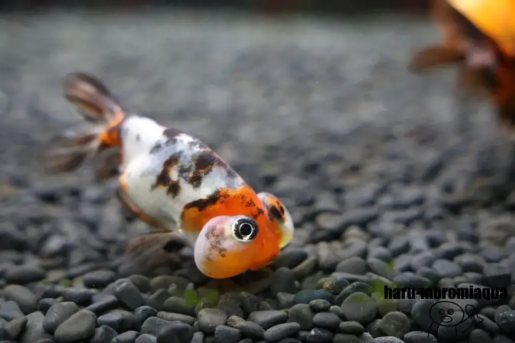 奈良金魚ミュージアム　スイホウガン