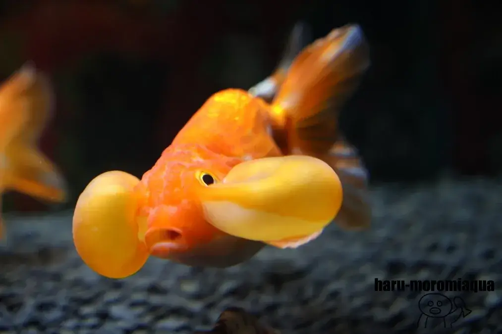 奈良金魚ミュージアム　スイホウガン