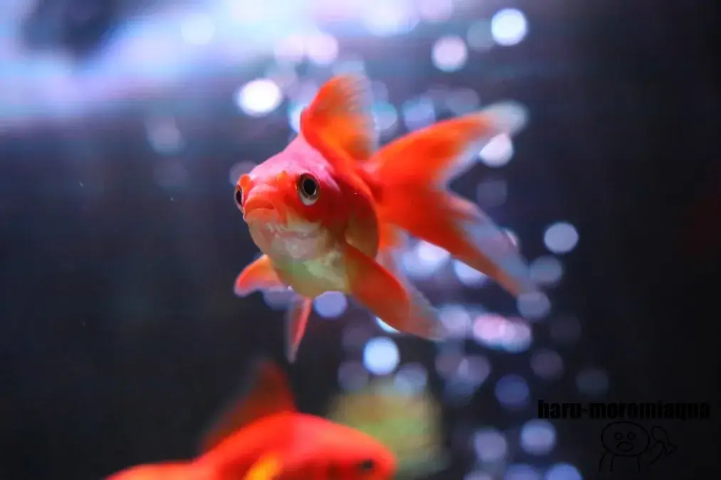 奈良金魚ミュージアム　金魚