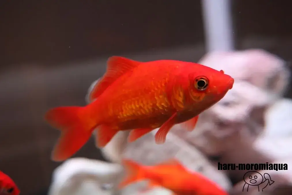 奈良金魚ミュージアム　和金