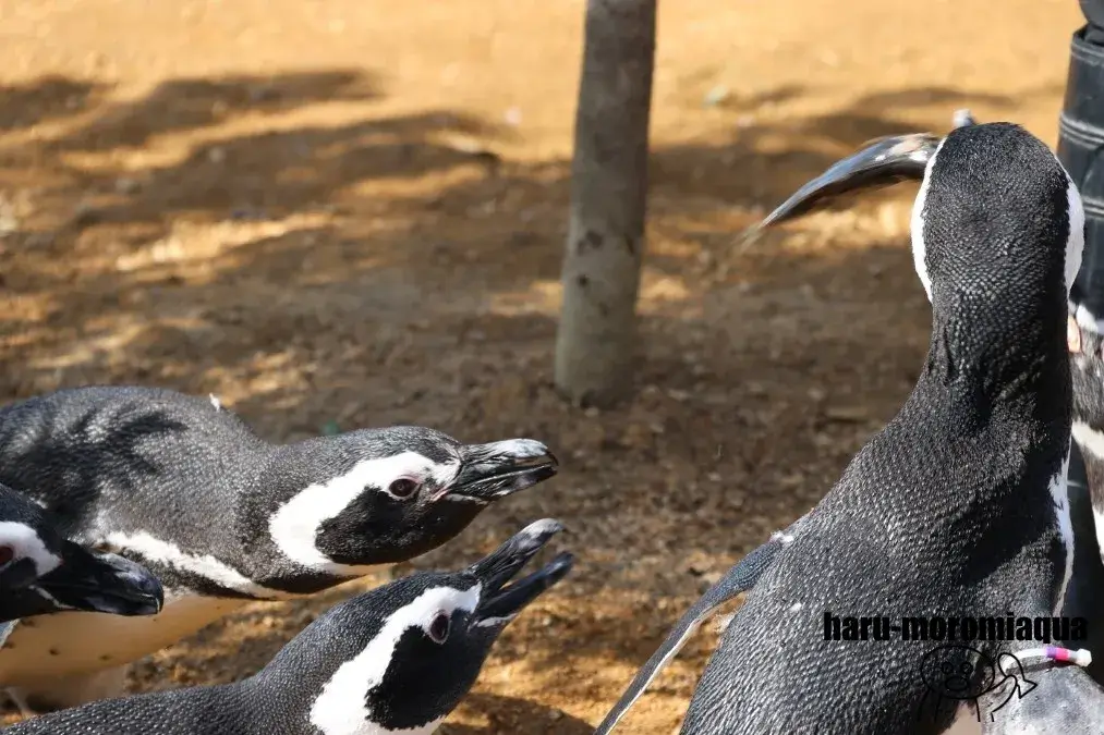 須磨シーワールド　ペンギン