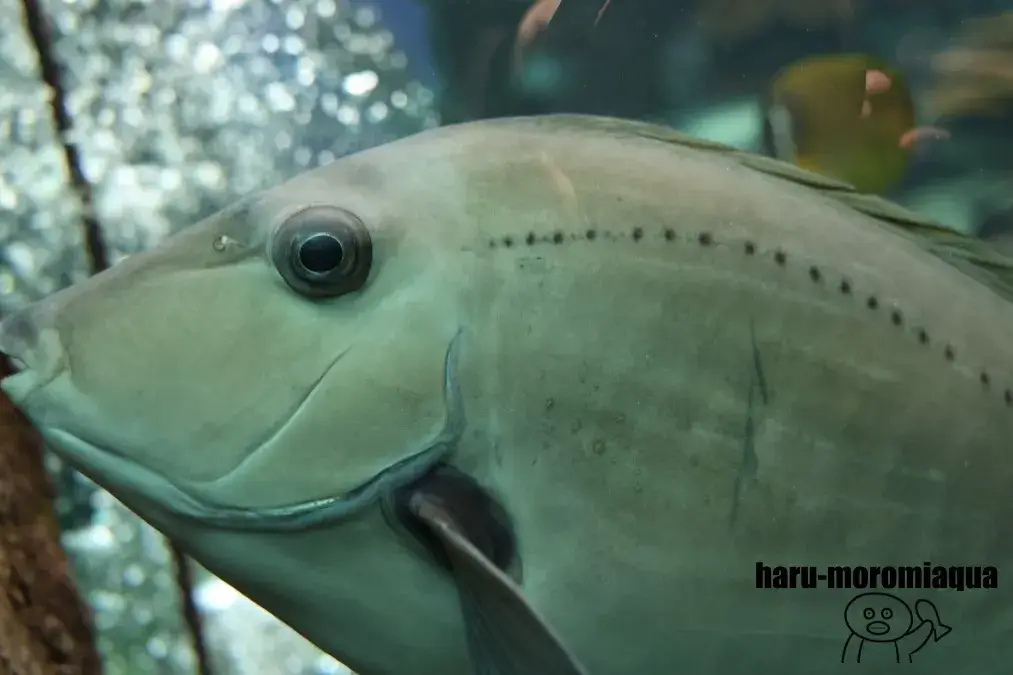 串本海中公園　魚　