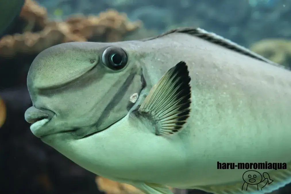 串本海中公園　魚