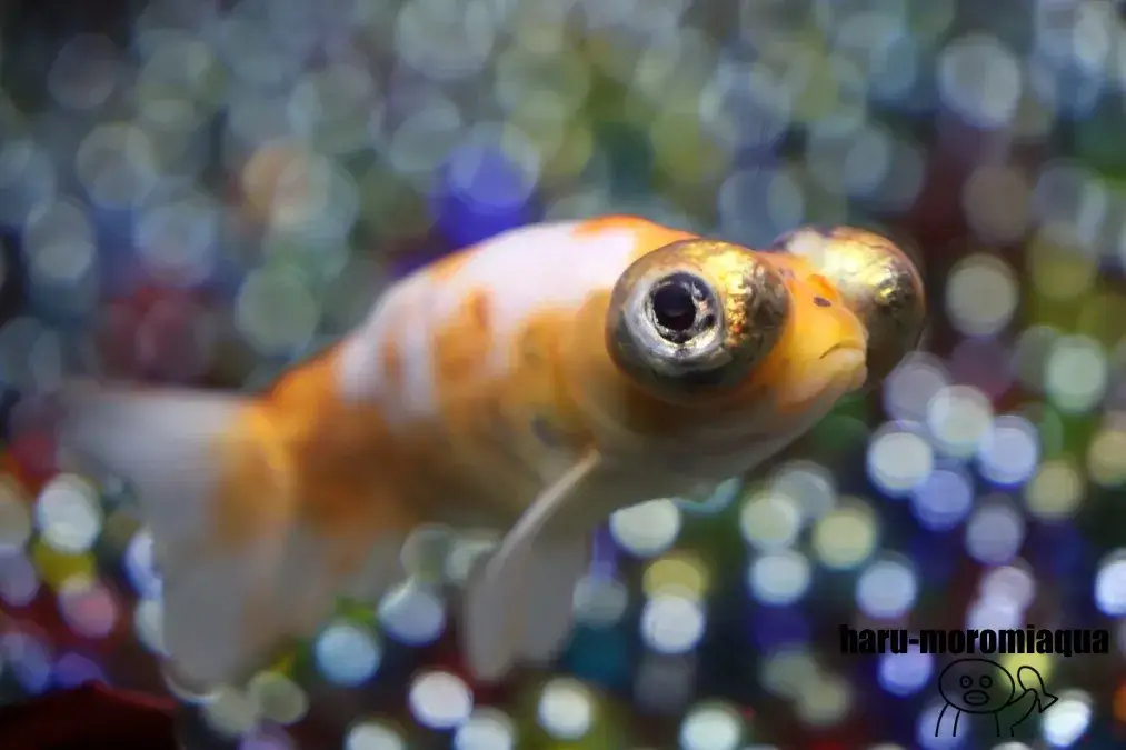 奈良金魚ミュージアム　キンギョ