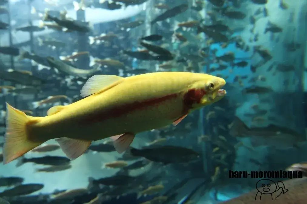 山梨県立富士湧水の里水族館　ニジマス