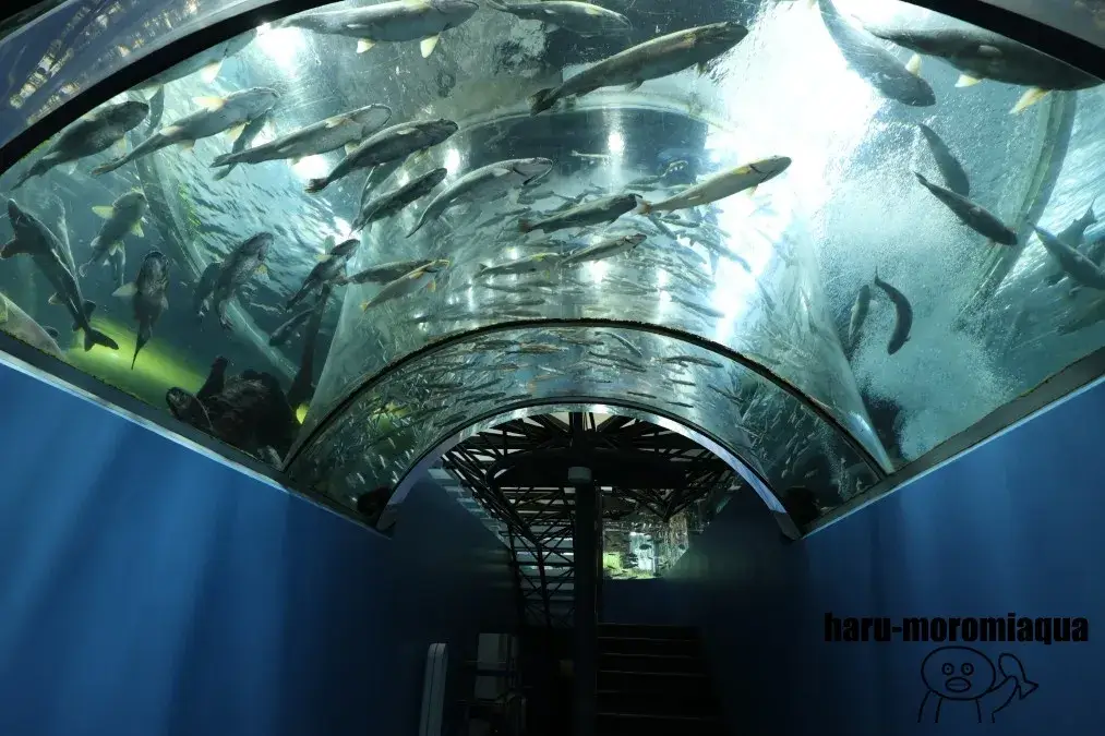 山梨県立富士湧水の里水族館　二重回遊水槽