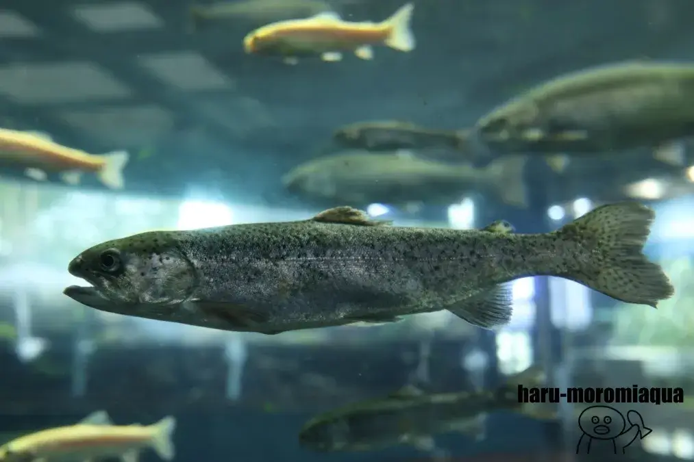 山梨県立富士湧水の里水族館　ニジマス