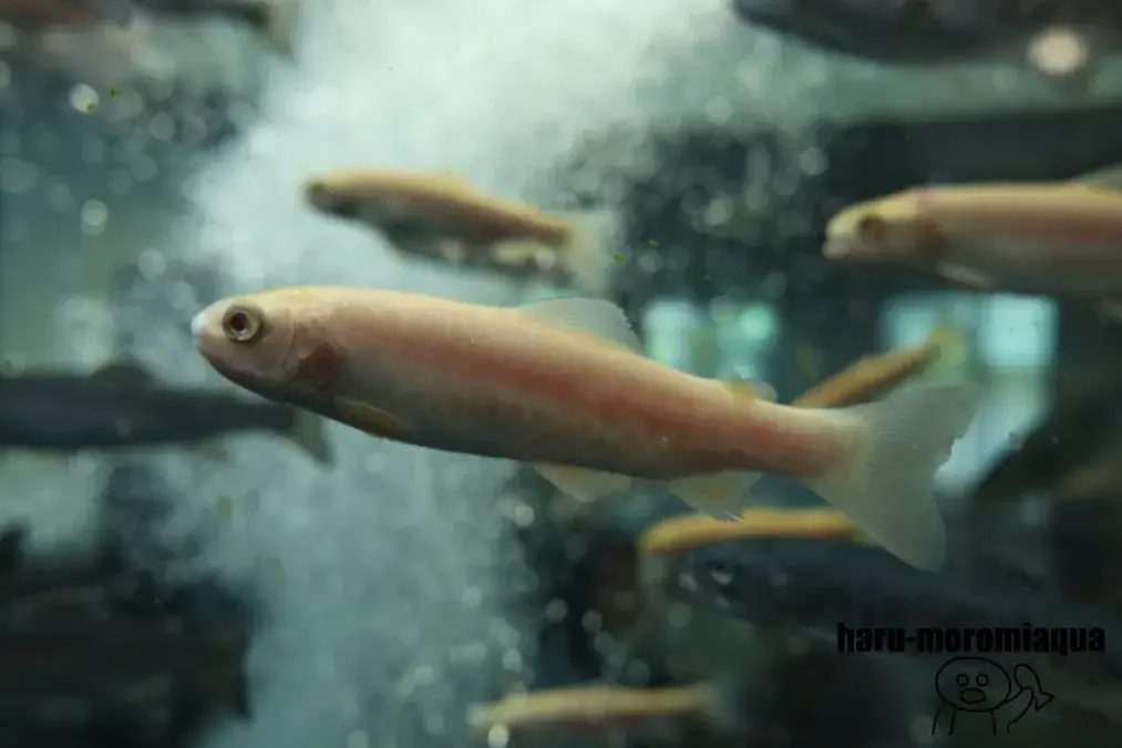 山梨県立富士湧水の里水族館　ニジマス