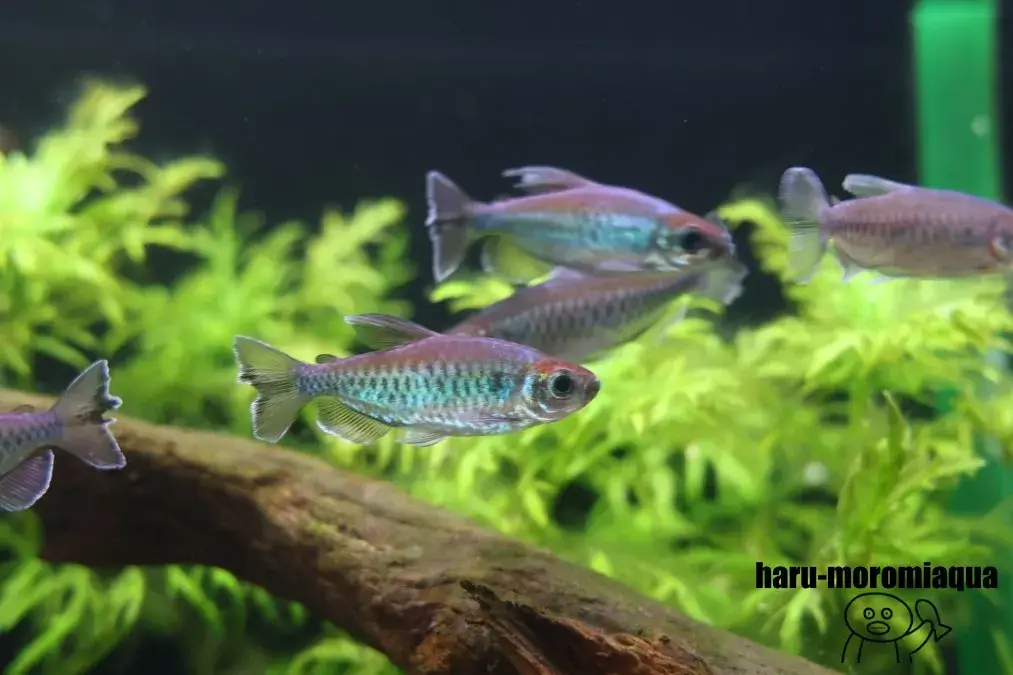 山梨県立富士湧水の里水族館　熱帯魚