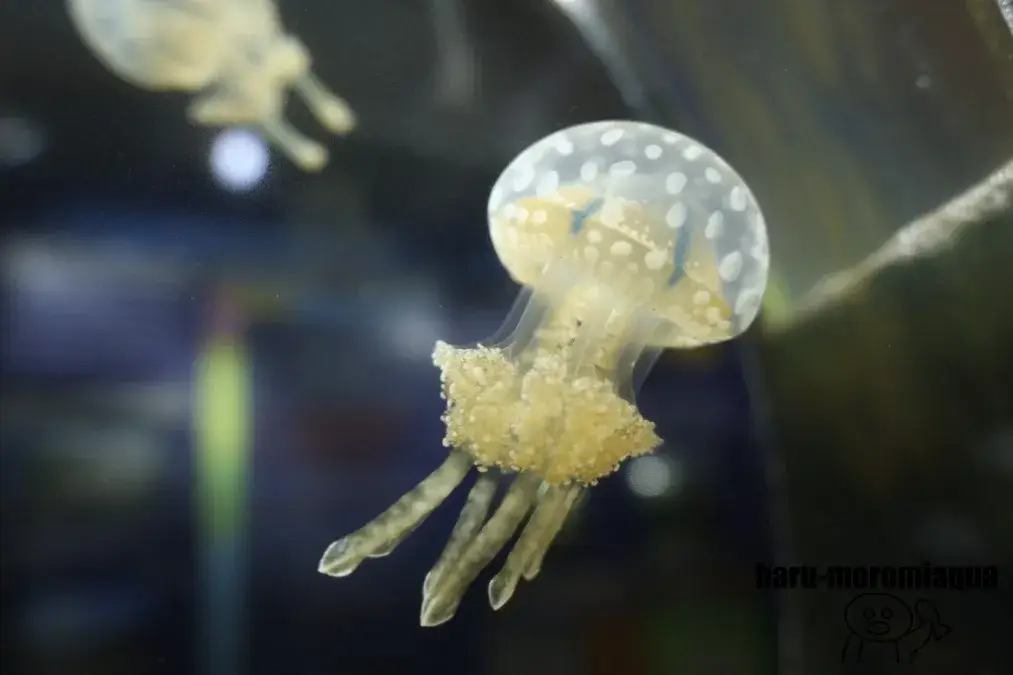 山梨県立富士湧水の里水族館　タコクラゲ
