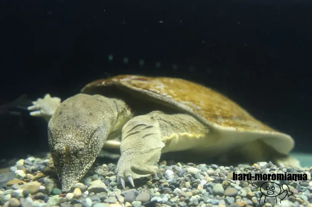 山梨県立富士湧水の里水族館　スッポン