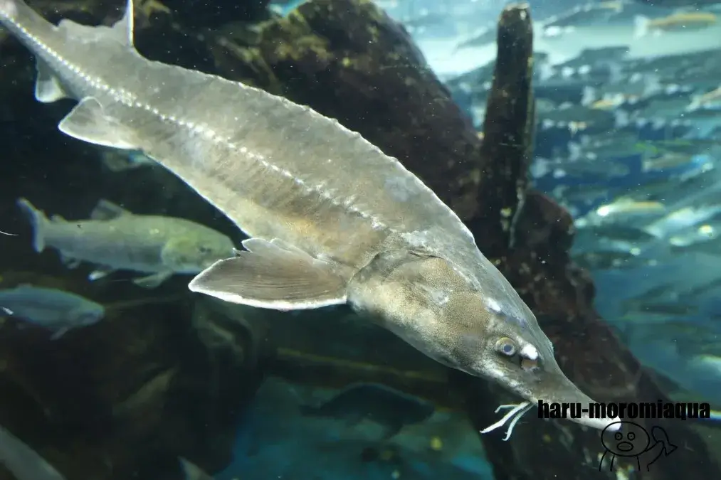 山梨県立富士湧水の里水族館　チョウザメ