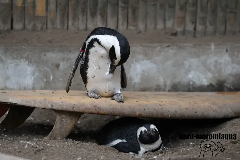 伊勢シーパラダイス　ケープペンギン
