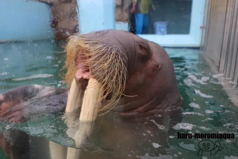 伊勢シーパラダイス　セイウチ