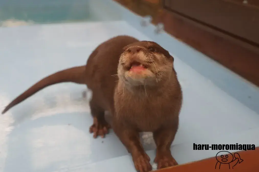 伊勢シーパラダイス　コツメカワウソ