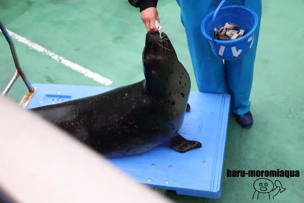 伊勢シーパラダイス　ゴマフアザラシ