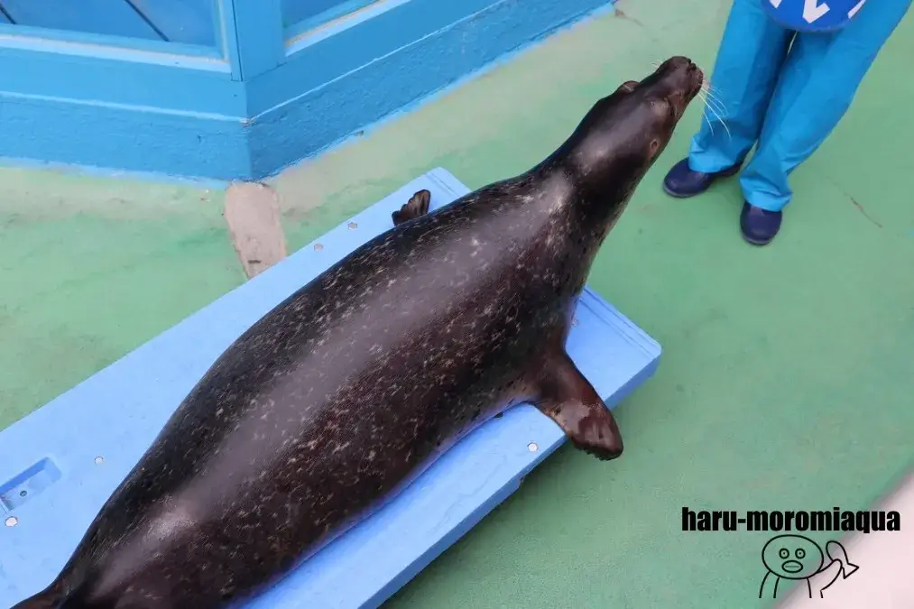伊勢シーパラダイス　アザラシ