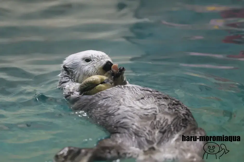 鳥羽水族館　ラッコ