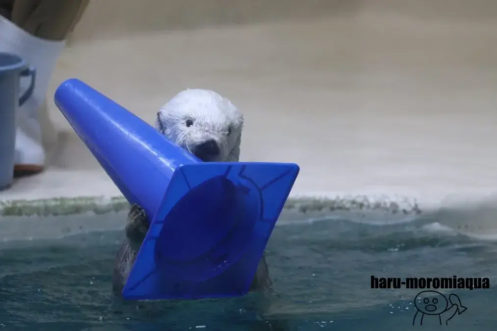 鳥羽水族館　ラッコ