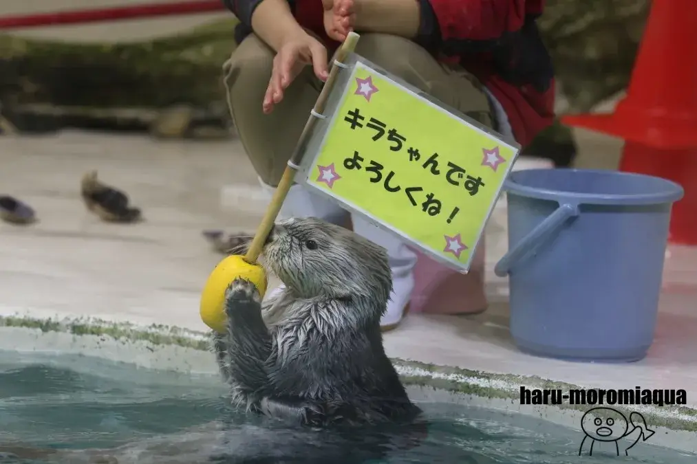 鳥羽水族館　キラ