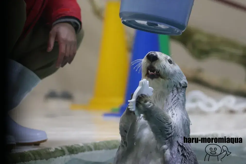 鳥羽水族館　ラッコ