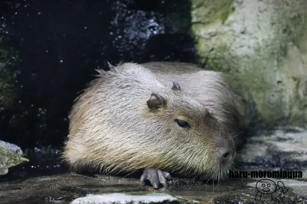 鳥羽水族館　カピバラ