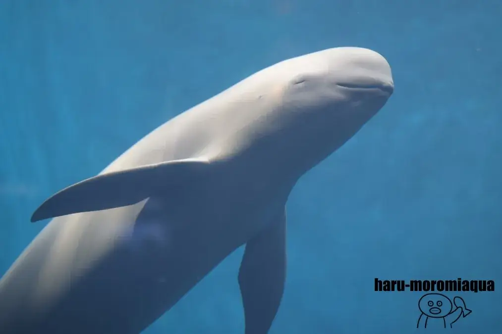 鳥羽水族館　ジュゴン