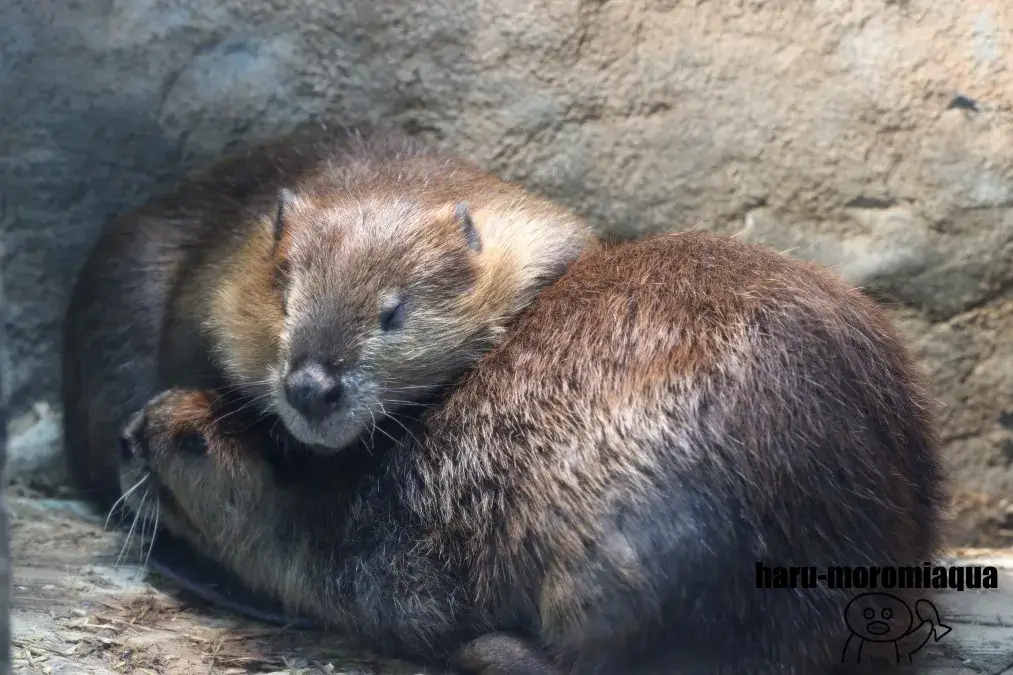 鳥羽水族館　ビーバー