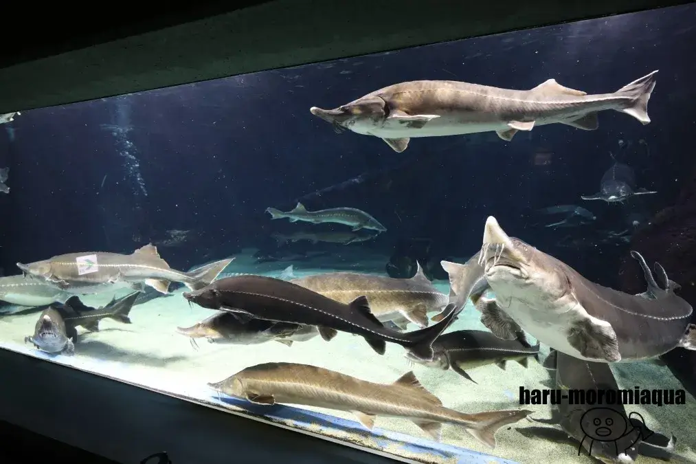 鳥羽水族館　チョウザメ