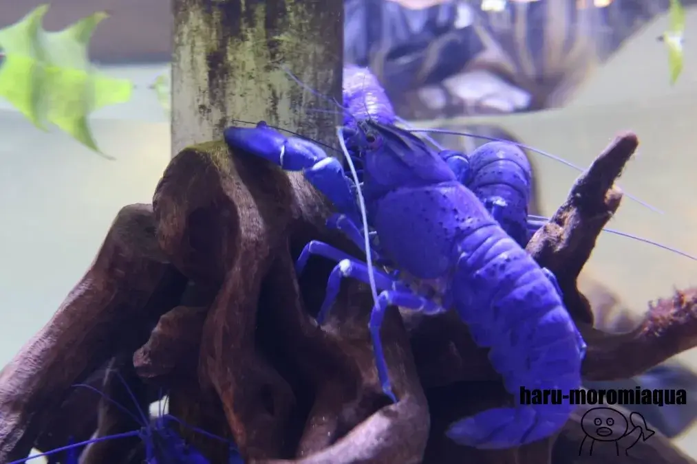 鳥羽水族館　ザリガニ