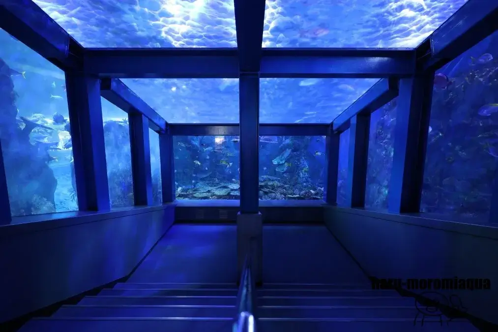 鳥羽水族館　大水槽