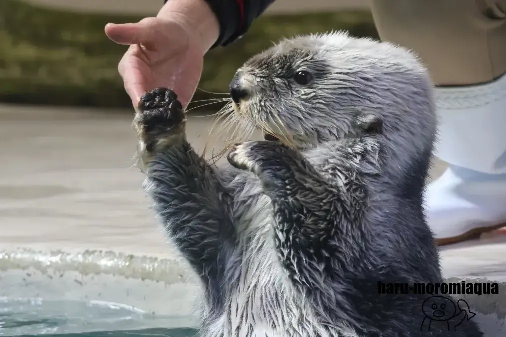 鳥羽水族館　ラッコ