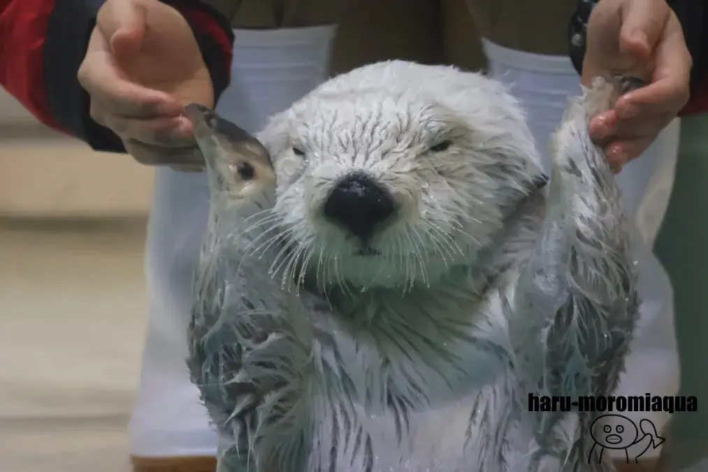 鳥羽水族館　ラッコ