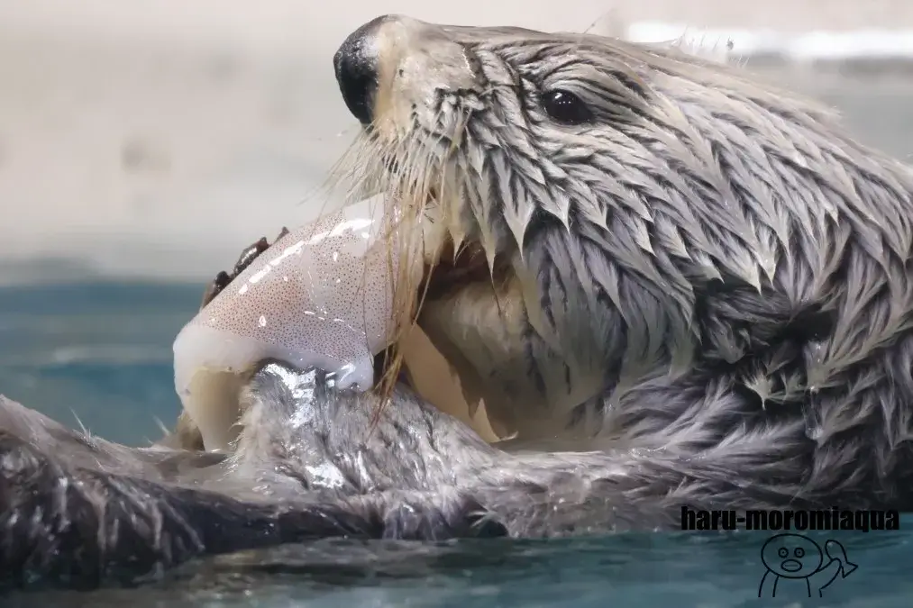 鳥羽水族館　ラッコ