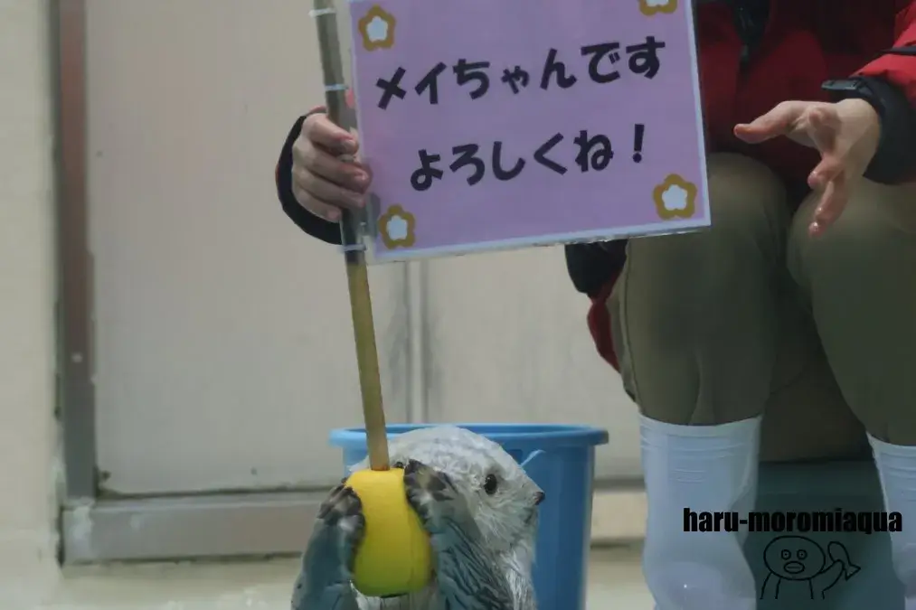 鳥羽水族館　メイ