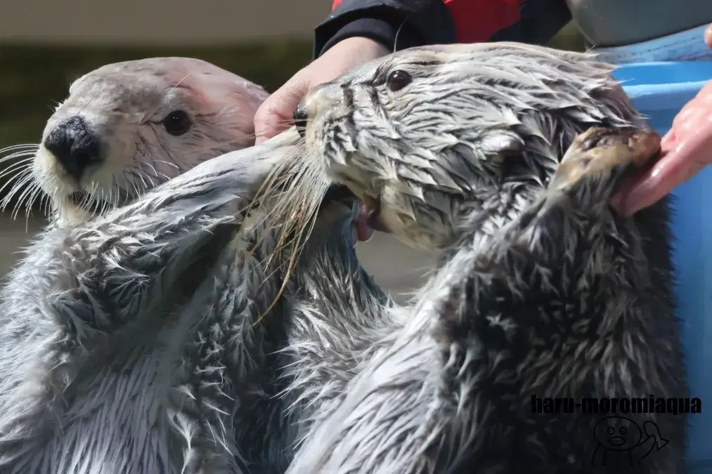 鳥羽水族館　キラとメイ