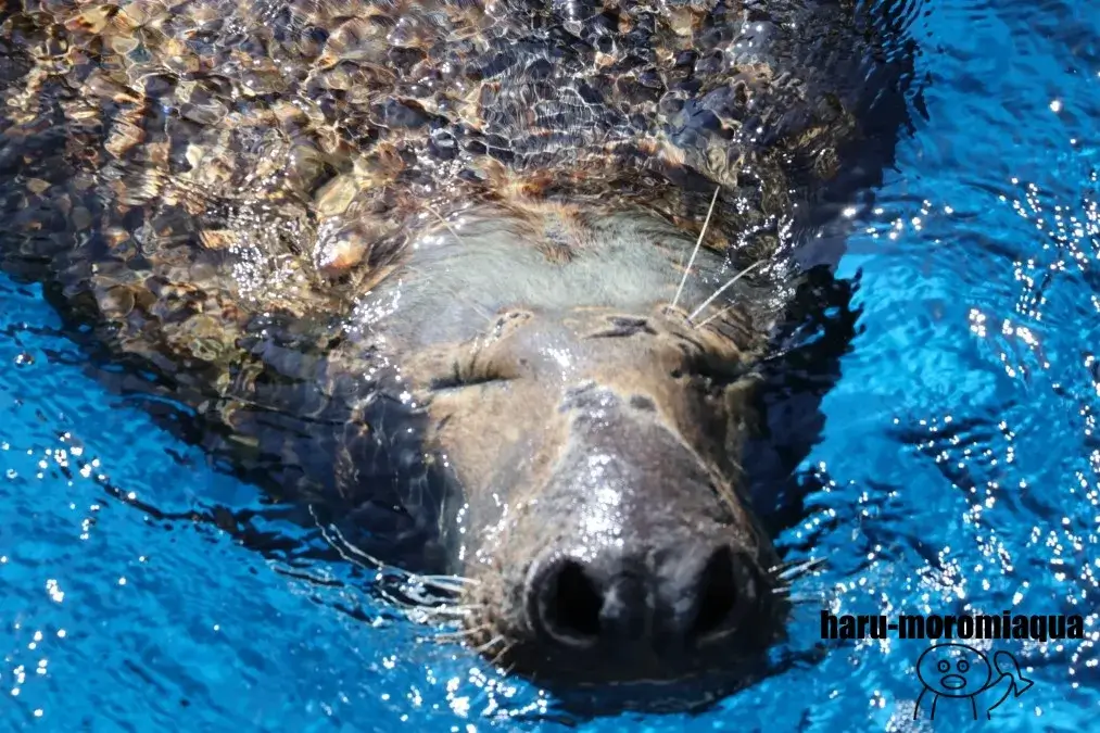 鳥羽水族館　アザラシ