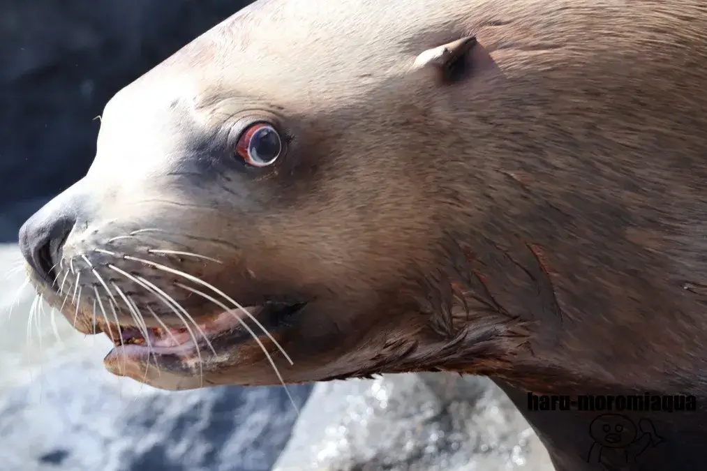 鳥羽水族館　トド