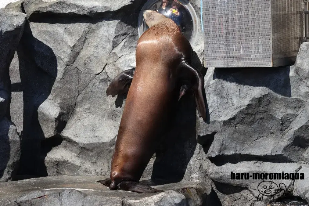 鳥羽水族館　トド